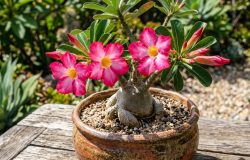 O segredo para o sucesso no cultivo da rosa do deserto é regar apenas quando a terra estiver seca. – Imagem gerada por IA