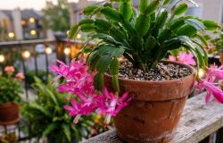 Cultive flores exuberantes em seu apartamento com cuidados simples e práticos. – Imagem gerada por IA