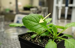 tamento térmico revela características essenciais observadas na natureza: (funct