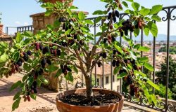 A escolha do vaso correto e a boa exposição ao sol garantem frutos doces e o desenvolvimento saudável da planta. – Imagem gerada por IA