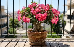 Sua alta resistência e necessidade de sol pleno tornam a rosa do deserto ideal para quem vive em apartamento. – Imagem gerada por IA