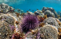 tantes encontrem espaço adequado para crescimento saudável no Mar Mediterrâneo