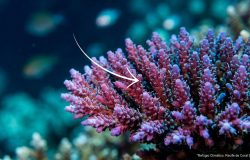 al: Projeções científicas estruturadas para garantir a conservação marinha até 2