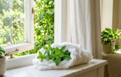 O truque tradicional com algodão e hortelã fresca perfuma e renova os ambientes da casa de forma natural. – Imagem gerada por IA