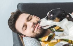 contato direto com cães infectados através de lambidas, mordidas ou secreções co