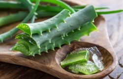 exemplo. Também conhecida como aloe vera, a babosa possui ação antioxidante, ant