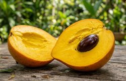 Cultivar canistel no quintal garante frutos nutritivos com textura aveludada e sabor único. – Imagem gerada por IA
