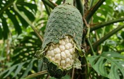 adão mistura notas de banana e abacaxi. – Imagem gerada por IA