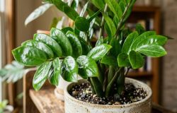 O uso de húmus líquido fortalece as raízes e renova o vigor da sua planta ornamental. – Imagem gerada por IA