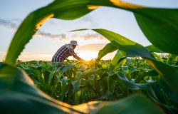 © attasit_saentep/ Adobe Stock