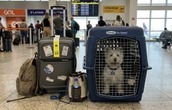 Viagens aéreas com pets: IATA estabelece novas diretrizes para embarque e segurança