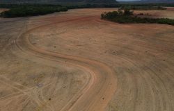 Desmatamento na Amazônia pode disparar com fim da Moratória da Soja, alerta estudo científico