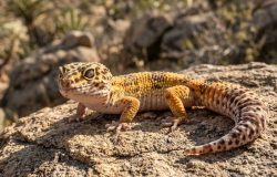 Gecko-leopardo: o segredo por trás do sorriso e a impressionante estratégia de sobrevivência