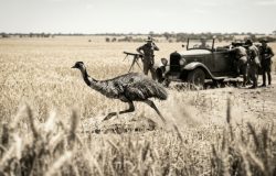 A guerra dos emus: como o exército australiano perdeu uma batalha inusitada em 1932