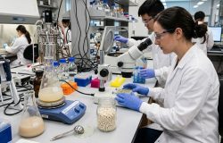 Cientistas criam bactéria capaz de transformar amido de batata em plástico em 24 horas