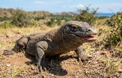 Cientistas desvendam o mistério dos dentes de ferro do dragão-de-komodo