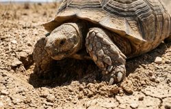 Tartarugas gigantes revertem desertificação no Saara e criam áreas verdes em cinco anos