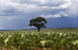 Estudo do Mapbiomas aponta R$ 92,4 bilhões em crédito rural para áreas sob alerta de desmatamento
