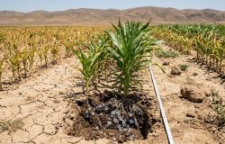 Cientistas criam hidrogel de algas e camarão que retém água para salvar plantações da seca