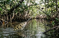 Peixe-arqueiro: a mira impressionante do 'atirador de elite' que domina rios e mangues