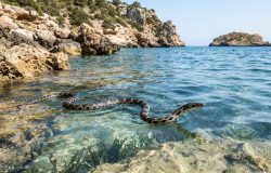 Serpentes-ferradura: invasão aquática em Ibiza ameaça ecossistema e lagartixas nativas