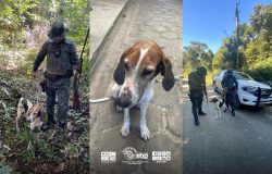Operação contra caça ilegal em Iguape resulta em resgate de cão e apreensão de arma pela Ambiental