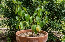 Limoeiro saudável: descubra o ingrediente culinário que revitaliza as folhas da sua planta