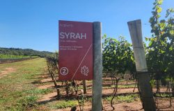 Enoturismo floresce em Uberaba com vinhos de inverno e experiências inovadoras