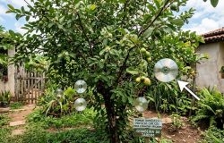 Como discos antigos podem proteger sua goiabeira de pássaros de forma sustentável