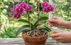 Adubo caseiro com casca de banana ajuda a estimular a floração de orquídeas