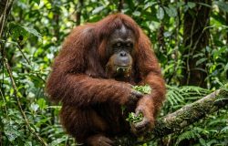 Orangotangos de Bornéu revelam uso de remédios naturais e surpreendem a ciência