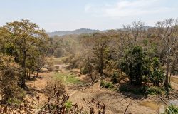 Alerta climático: Florestas tropicais podem perder capacidade vital de absorção de carbono