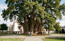 O gigante milenar de Oaxaca: conheça a árvore com o tronco mais largo do mundo