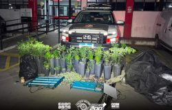 Polícia Militar desmantela estrutura de cultivo de maconha na zona norte de São Paulo
