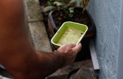 El Niño eleva risco de surto de dengue e chikungunya no Brasil