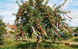 Tiras de tecido no pomar: técnica simples protege colheita contra aves