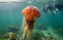 Invasão de águas-vivas gigantes alerta banhistas no litoral de Cape Cod