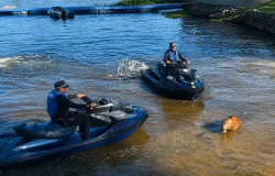 Investigação apura morte de capivara atingida por flecha na represa de Guarapiranga