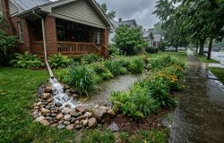 Jardim de chuva transforma quintal em solução para enxurradas urbanas