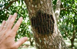 Lagarta Lonomia: o perigo camuflado em árvores que pode causar hemorragias graves