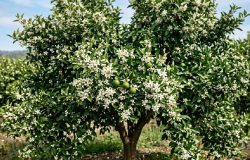 Laranjeira florida mas com poucos frutos: entenda as causas e como agir