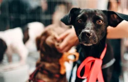 Legislação paulista reforça proteção e bem-estar animal no Dia do Vira-lata