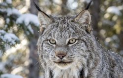 Lince-do-canadá reaparece no novo México após décadas e gera impasse ambiental