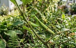 Louva-a-deus no jardim: entenda por que sua presença é um sinal de saúde ambiental