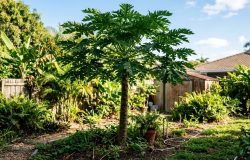 Mamoeiro saudável, mas sem frutos: descubra as mudanças no cultivo que afetam a produção