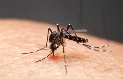 Mudanças climáticas aceleram expansão de doenças infecciosas no Brasil