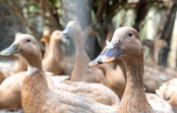 Nova lei proíbe produção e venda de foie gras no Brasil