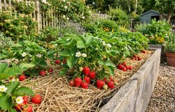 O segredo da colheita farta: plante morangos antes do fim de julho para a primavera