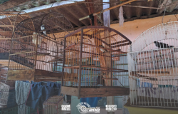 Operação policial resgata quarenta e duas aves em cativeiro em registro