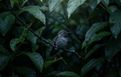Os segredos do repouso noturno dos beija-flores no seu jardim